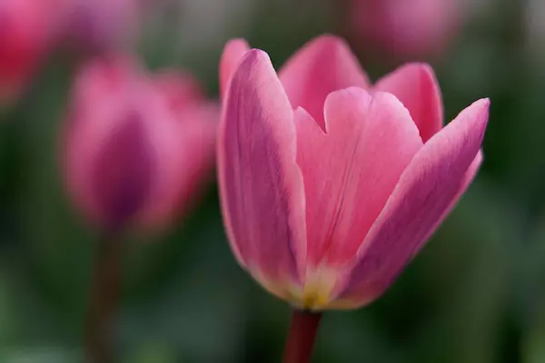 Tulip Top Gardens (75)